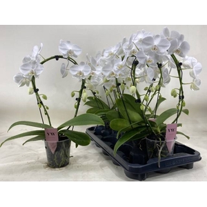 .Phalaenopsis round white