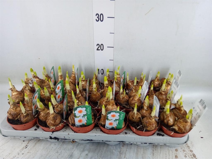 <h4>Narcissus   ...</h4>