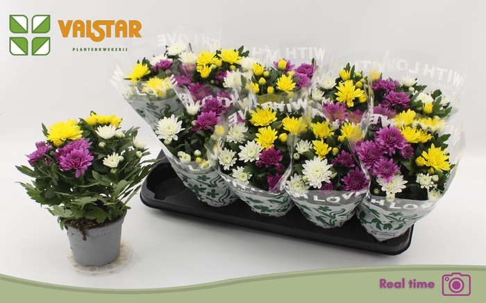 <h4>CHRYS DA VINC GEM PT</h4>