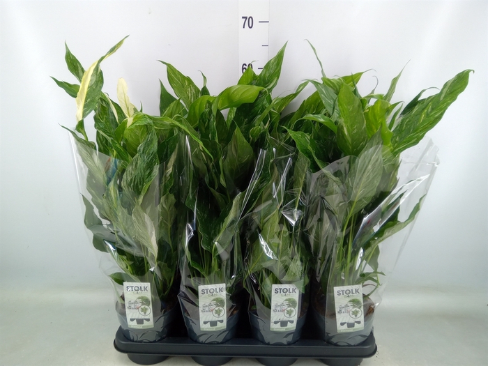 <h4>Spathiphyllum  'Diamond'</h4>