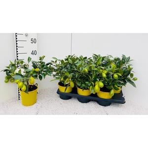 Citrus floridana Limequat medi-stem (s2)