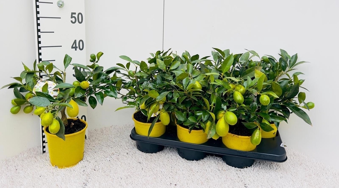 <h4>Citrus floridana Limequat medi-stem (s2)</h4>