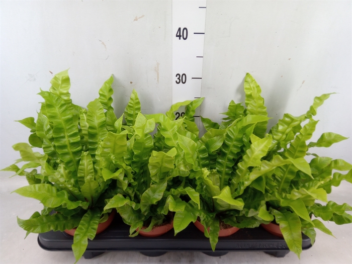 <h4>Asplenium nidus 'Crispy Wave'</h4>