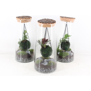 arr3 WR - Terrarium kokedarium Triton Mix