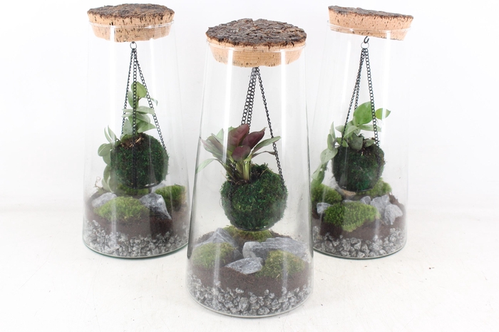 <h4>arr3 WR - Terrarium kokedarium Triton Mix</h4>