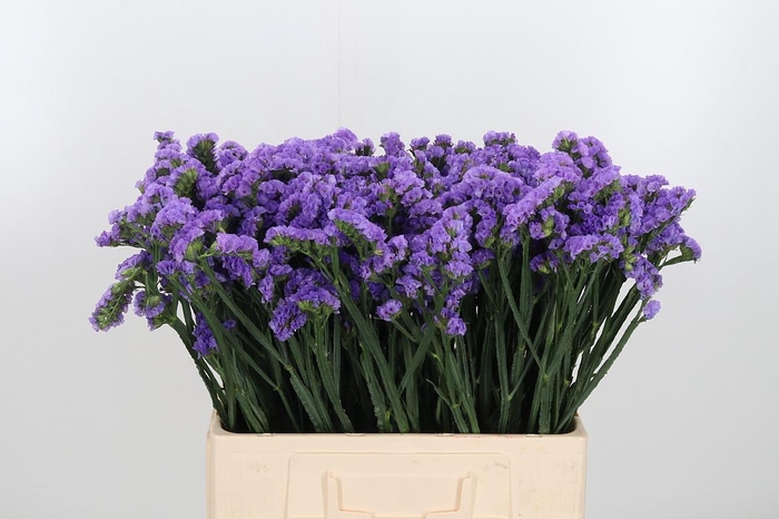 <h4>Limonium Lavender</h4>