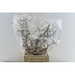 Corylus Av Contorta 50cm X25