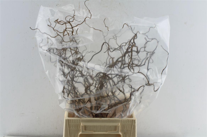 <h4>Corylus Av Contorta 50cm X25</h4>