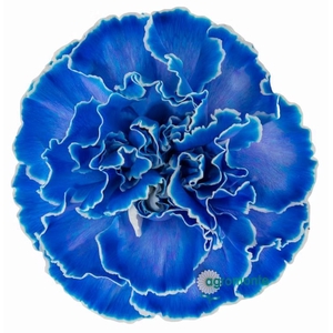 Di St Tinted Dark Blue