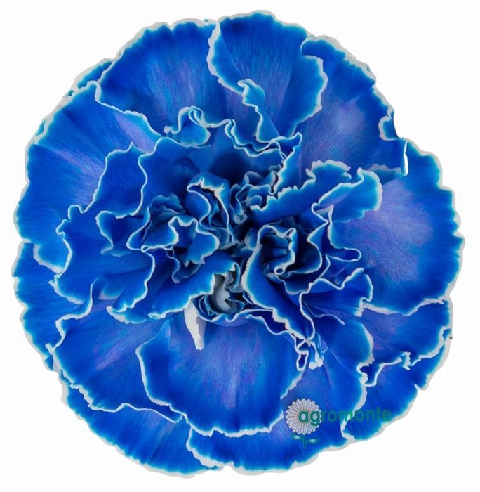 <h4>Di St Tinted Dark Blue</h4>