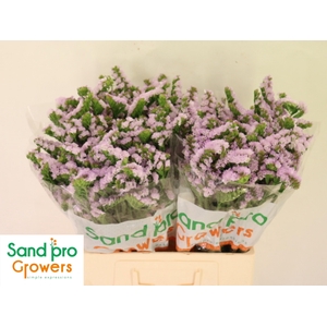 LIM S TESSA LAVENDER