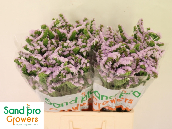 <h4>LIM S TESSA LAVENDER</h4>