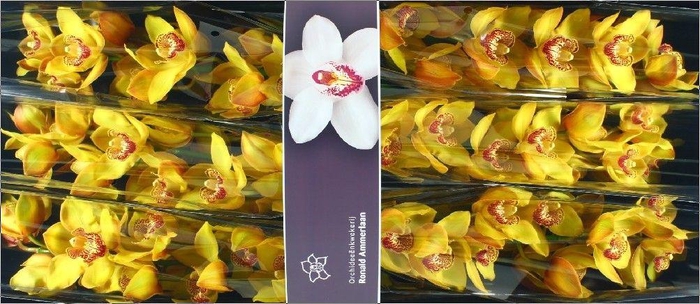 <h4>Cymbidium Esther</h4>