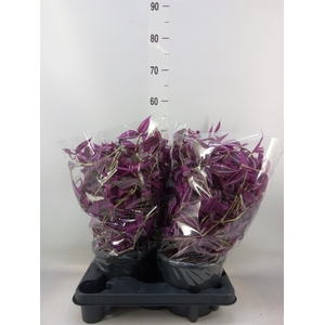 Tradescantia zebr. 'Pink Paradise'