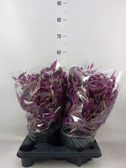 <h4>Tradescantia zebr. 'Pink Paradise'</h4>