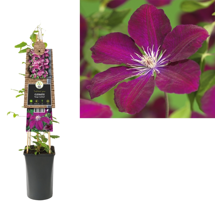 Clematis 'Rouge Cardinal' 3.0 label