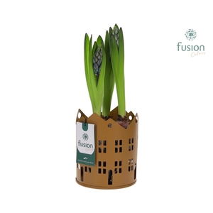 Zinken Huisjes planter LED met Hyacinthus