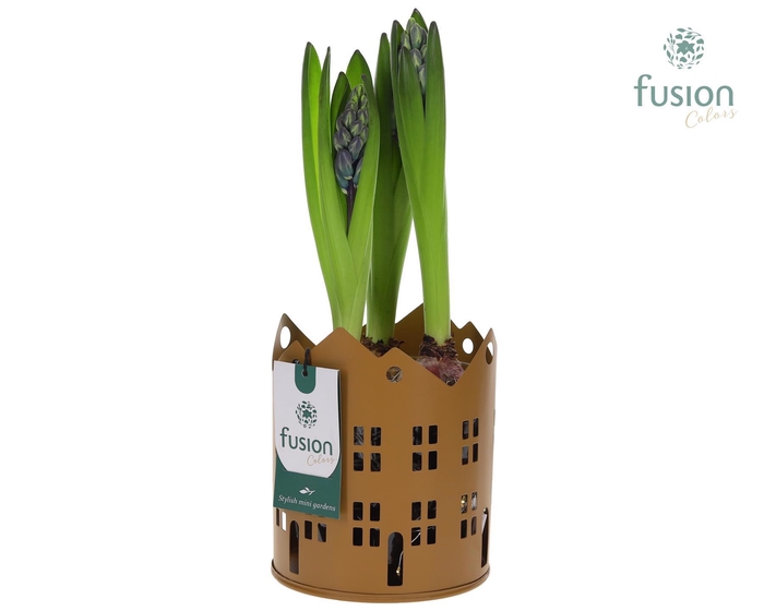 <h4>Zinken Huisjes planter LED met Hyacinthus</h4>