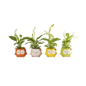 SPATHIPHYLLUM P6 L 65871