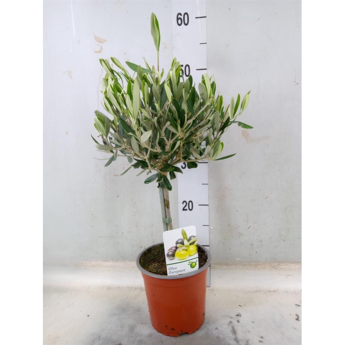 <h4>Olea europaea</h4>