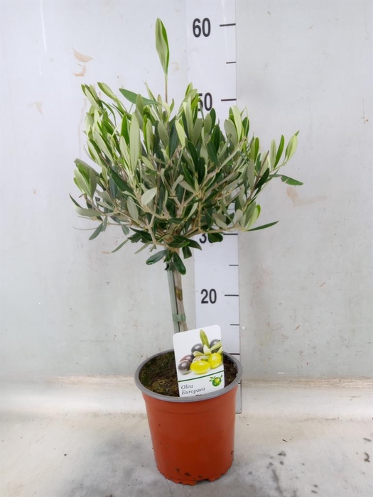 Olea europaea