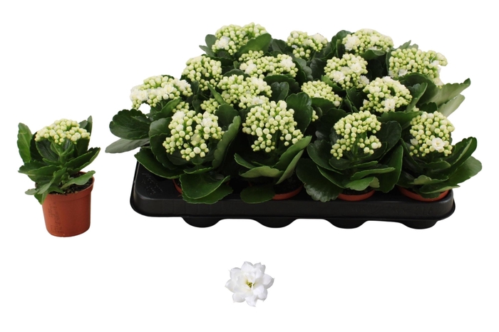 <h4>KAL GE DON DIONE</h4>