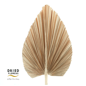 Dried Bleached Palmetto XL Copper