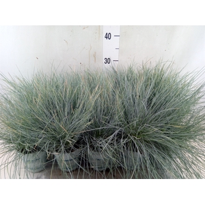 Festuca glauca 'Compacta Blue'