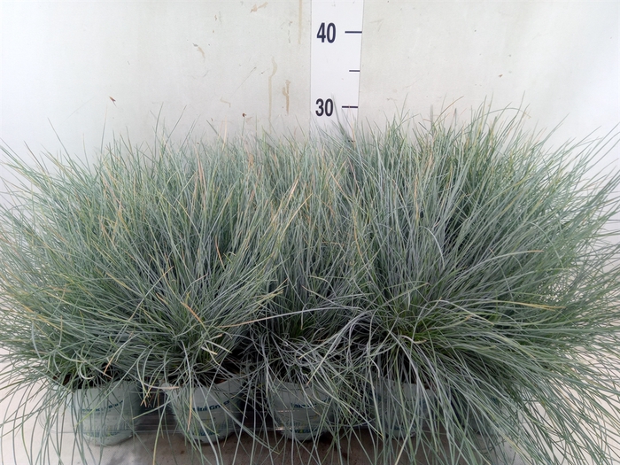 <h4>Festuca glauca 'Compacta Blue'</h4>