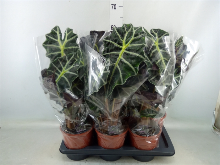 <h4>Alocasia amazonica 'Polly'</h4>