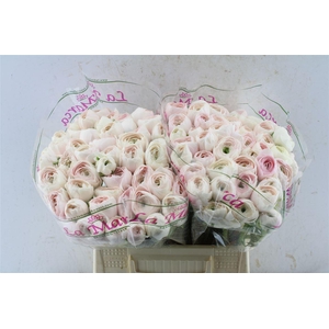 Ran Kloon Prima Hanoi