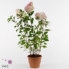 Hydrangea pan. Vanille Fraise 60-80 cm P26