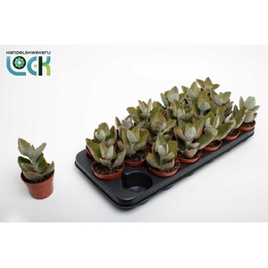 Kalanchoe Beharensis Dark