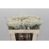 Ozothamnus Booming White