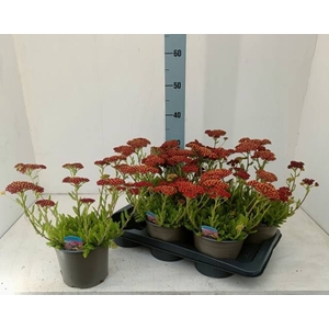 ACHI MILLEFOLIUM