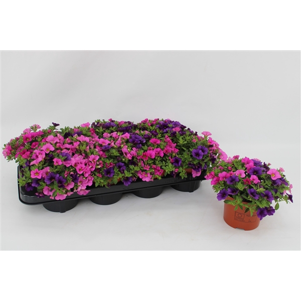 <h4>Calibrachoa "Spirit" Tricolor Blue, Pink</h4>