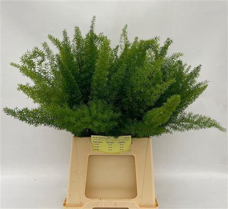 <h4>ASP DENS MYERS 50CM</h4>