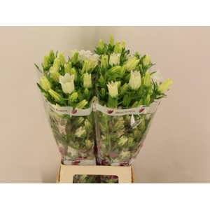 Camp M Champion Whit