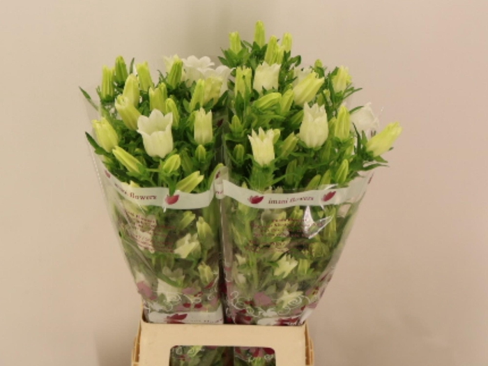 <h4>Camp M Champion Whit</h4>