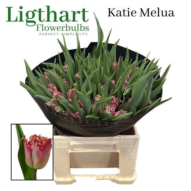 <h4>TU FR KATIE MELUA</h4>