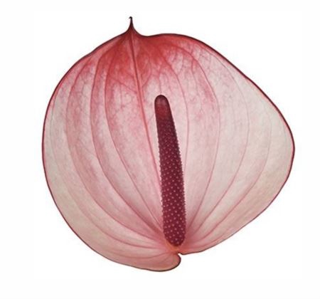 <h4>Anth Xl Max Elegan Long Stem</h4>