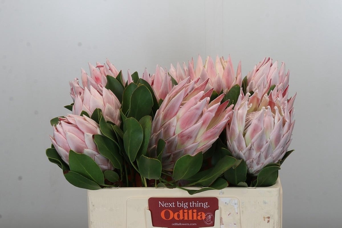 <h4>Protea Cynaroides</h4>
