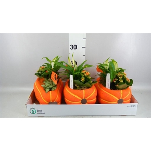 Arr. Planten H%
