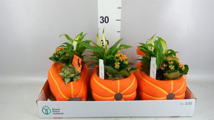 <h4>Arr. Planten H%</h4>