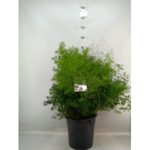 Asparagus umbellatus