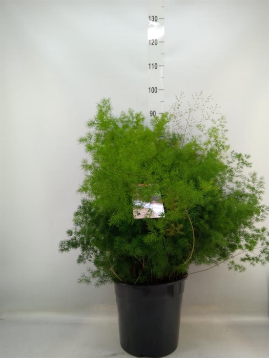 <h4>Asparagus umbellatus</h4>