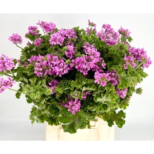 Pelargonium Pink