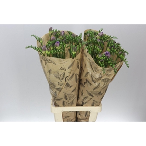 Freesia One Xxl Blue