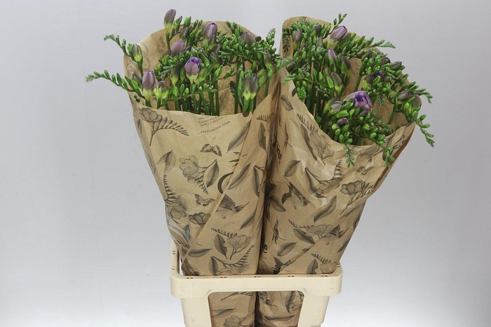 <h4>Freesia One Xxl Blue</h4>