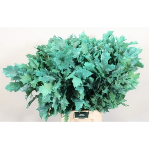 Quercus Rubra L80 Klbh. Frost Mint